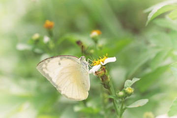 Vintage butterfly. Antique style photo of butterfly on flower