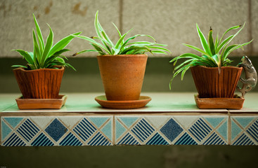 plants in flowerpot
