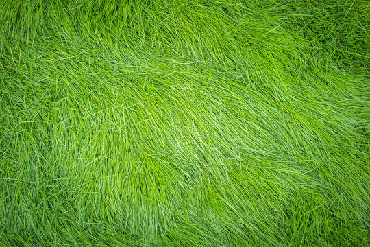 Green grass, Grass top view