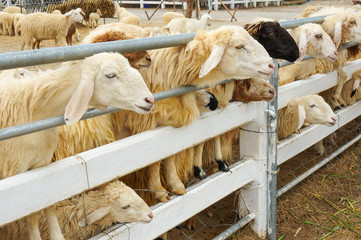sheep farm in Thailand