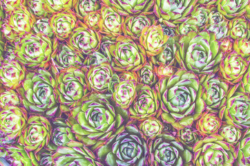 Beautiful flowered background