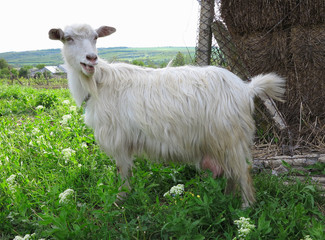 white goat grazing on a green meadow on sunny day