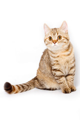 Striped red british cat (isolated on white)