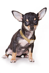 Black Chihuahua puppy and watch (isolated on white)