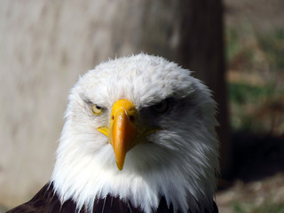 Aguila calva