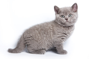 Gray British kitten looking at the camera (isolated on white)