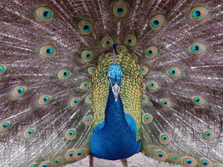 Obraz premium pavo real