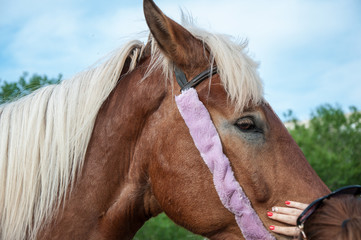 Fototapeta premium Home horse outdoors
