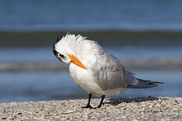 Royal Tern (Sterna maxima) preening on a Gulf Coast beach.