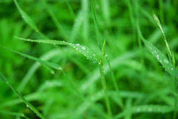 Green grass dew drop detail closeup macro leaf
