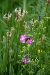 Wilde Wiese mit Gräsern und Blüten