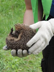 hedgehog sitting in the hands of man