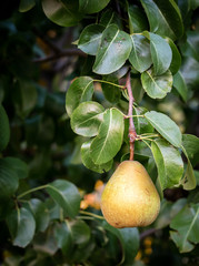 Pear hanging on the tree
