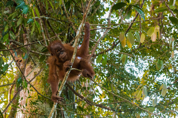 Young orangutan flexible playfully stood on the small tree at the time of the active games (Sumatra, Indonesia)