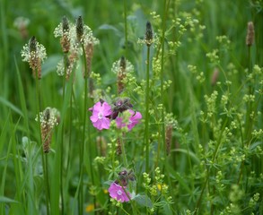 Wilde Wiese mit Gräsern und Blüten