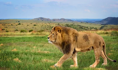 Papier Peint photo Lion Le beau lion dans la savane africaine. Paysage incroyable.