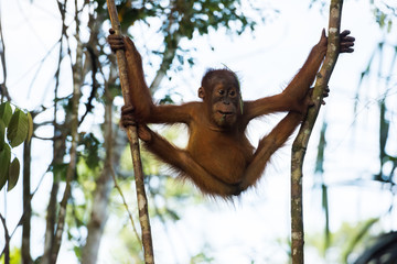Young orangutan hanging flexible between two trees (Sumatra, Indonesia)
