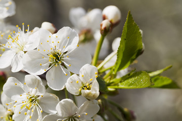 White cherry blossoms, sunshine, Macro