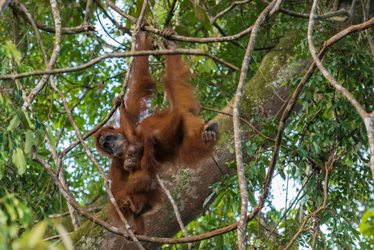 Adult orangutan (Pongo) and her child playing (Sumatra, Indonesi