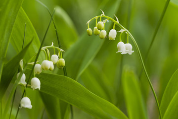Forest lily of the valley natural light