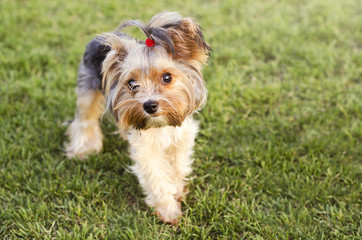 Cute Yorkshire terrier on a grass