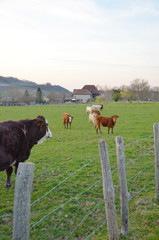 Troupeau de bovins velannaise (Isère)