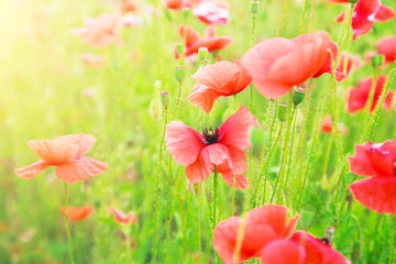 Buds of red poppies on a field