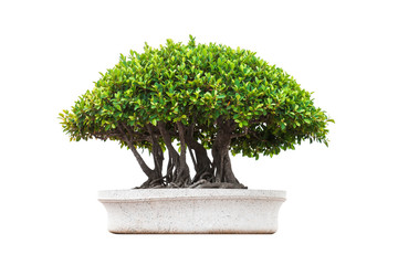 un bonsai