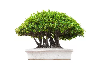 Photo sur Plexiglas Bonsaï un bonsai