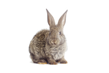 Fototapeta na wymiar Funny gray rabbit