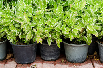 Pothos trees in pot