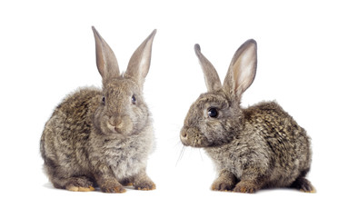 Funny gray rabbit