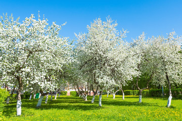 apple tree blossoms