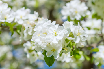 apple tree blossoms