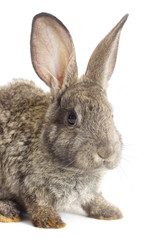 Funny gray rabbit