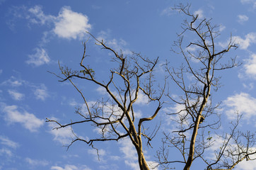 Naked branches of a tree against blue sky and cloud