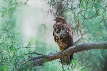 A common buzzard (Buteo buteo) sitting on a pine's branch on one leg