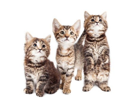 Three Curious Tabby Kittens Together on White