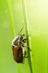 The Cockchafer in the Detail