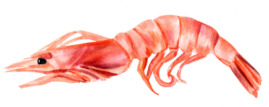 Watercolor shrimp, hand drawn on white background