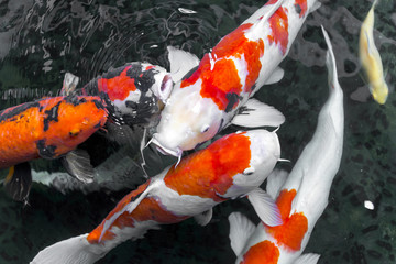 beautifulfish CARP fancy /  koi fish swimming in pond, japanese