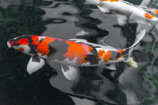 38,008 BEST Koi Fish IMAGES, STOCK PHOTOS & VECTORS | Adobe Stock