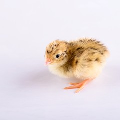 Obraz premium One day old gold quail on white board