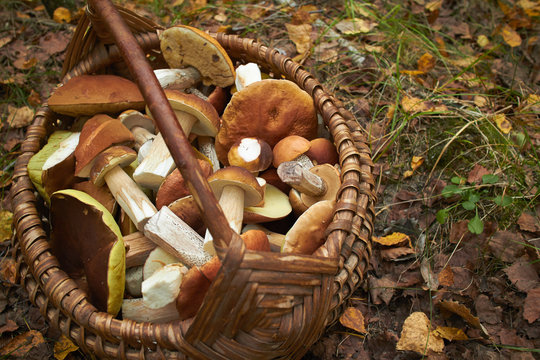 mushrooms in the basket