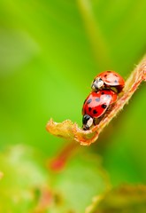 Two red copulating ladybugs on fresh spring leaf