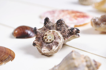Seashells