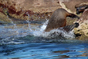 Kalifornischer Seelöwe