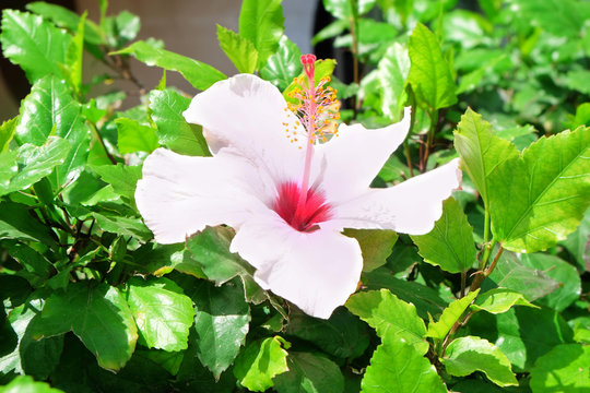 Beautiful white hibiscus