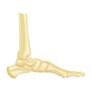 foot bone vector illustration isolated on white background