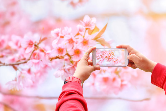 Smartphone photographing Sakura flowers blooming. Beautiful pink cherry blossom in the pastel color style for background